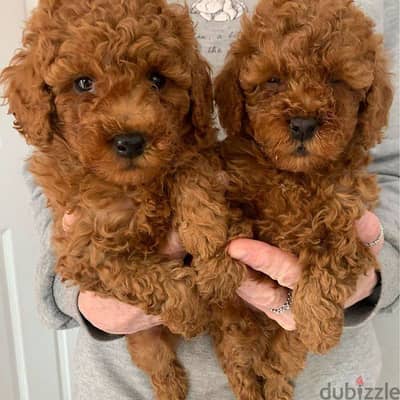 Whatsapp me +972553390216. Toy Poodle Puppies