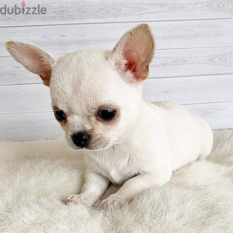 Whatsapp me +972553390216. Chihuahua Puppies 1