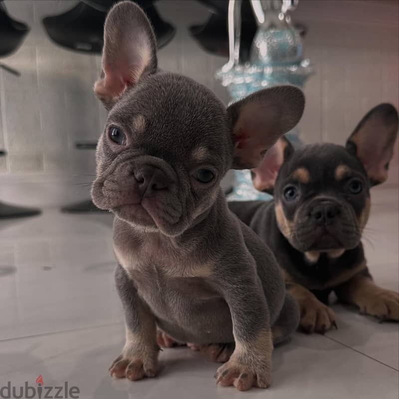 Whatsapp me +972553390216. French Bulldog Puppies 0