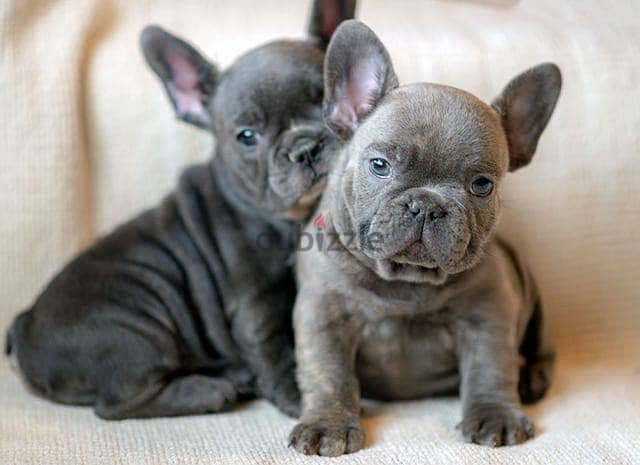 Whatsapp me +972553390216. French Bulldog Puppies 1