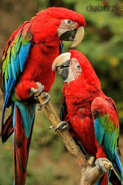 Talking Green Wing Macaw Parrots