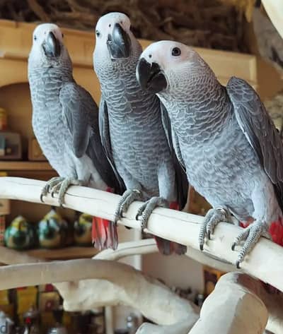 Talking Tamed Congo African Grey Parrots