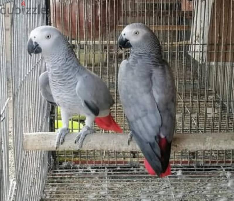 Talking Tamed Congo African Grey Parrots 1