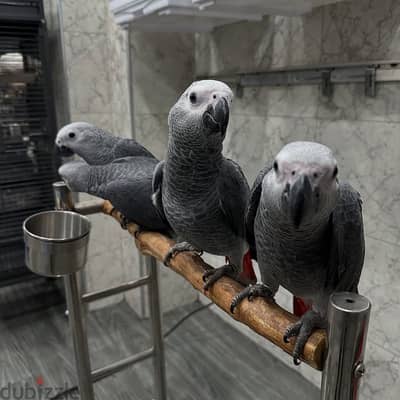 Talking Tamed Congo African Grey Parrots