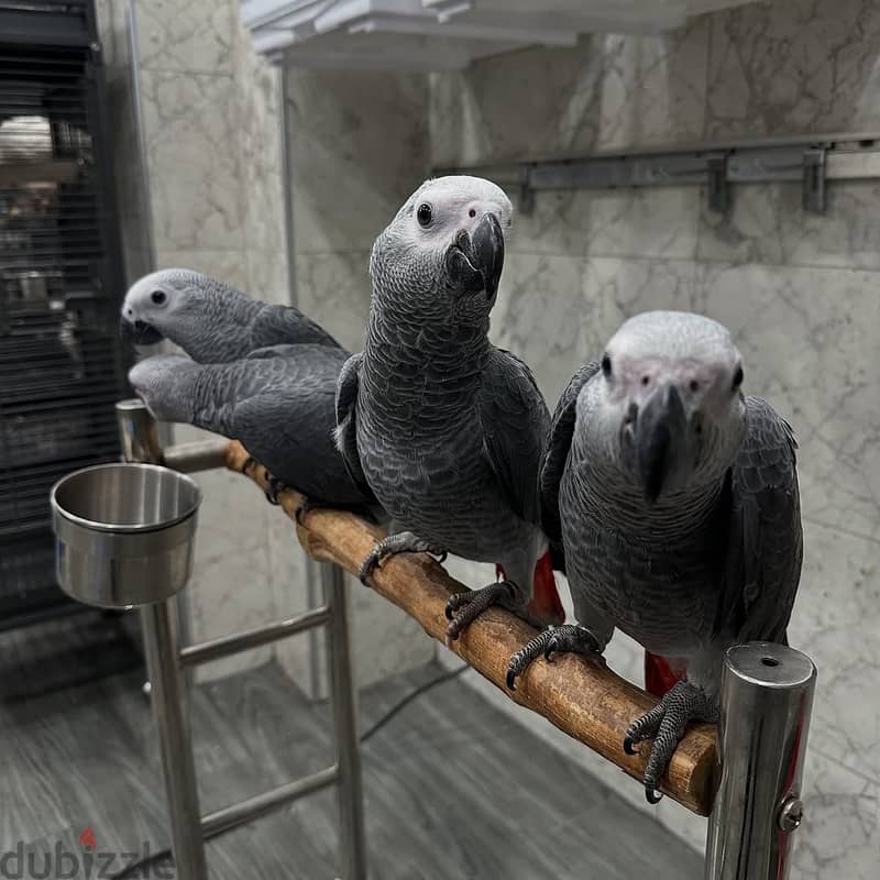 Talking Tamed Congo African Grey Parrots 2