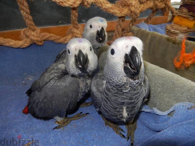 Talking Tamed Congo African Grey Parrots 3