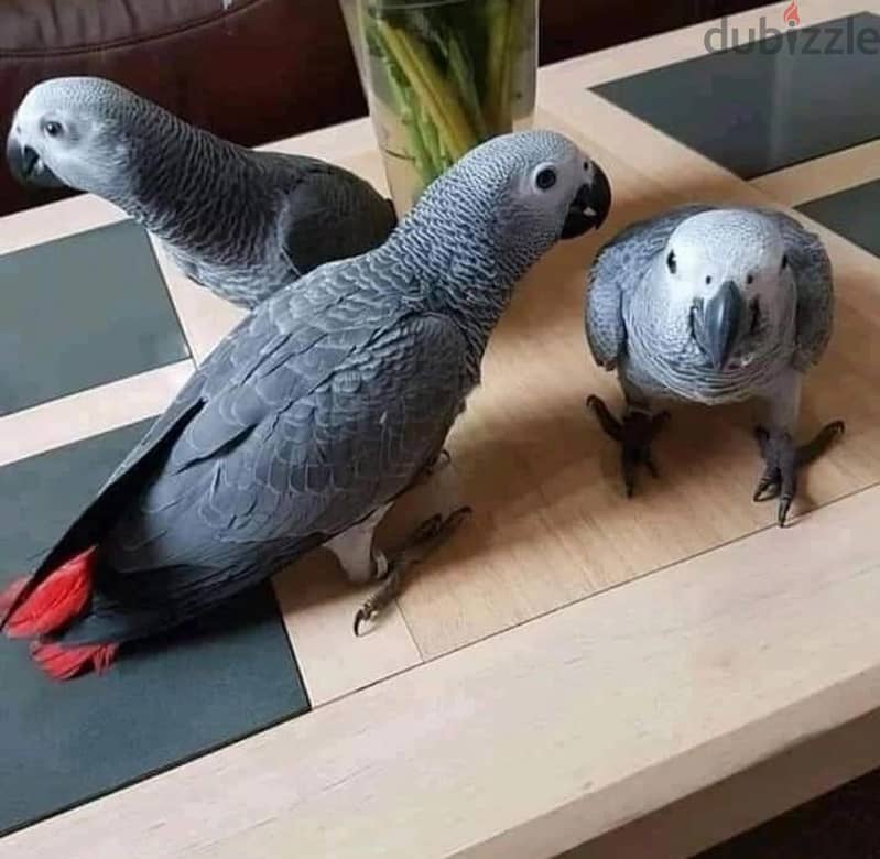 Talking Tamed Congo African Grey Parrots 5