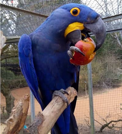 Young Handfed Hycinth Macaw Parrots