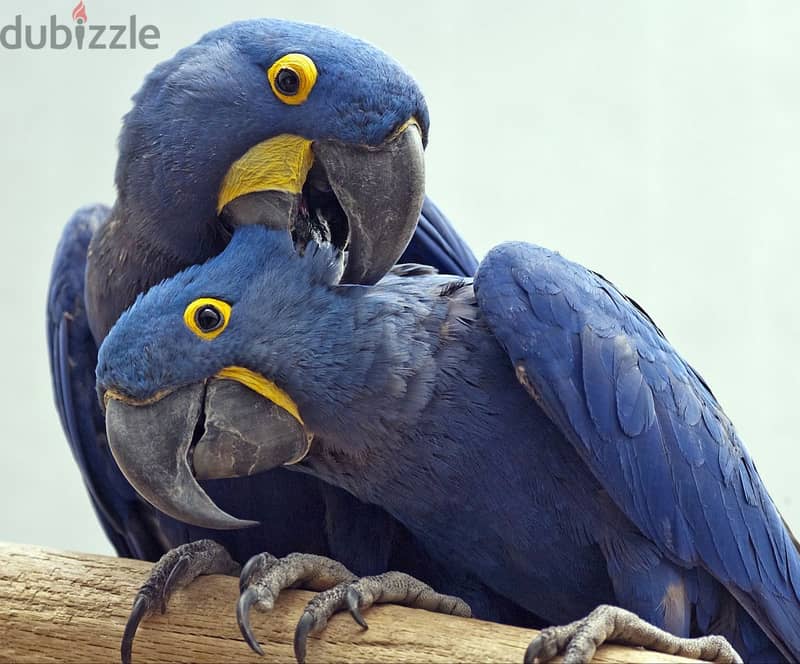 Young Handfed Hycinth Macaw Parrots 2