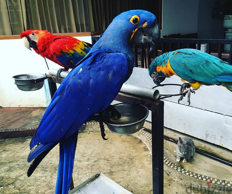 Young Handfed Hycinth Macaw Parrots 4