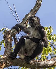 Whatsapp Me +96878738119 Geoffroy's Spider Monkey for sale