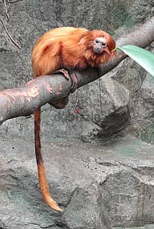 Whatsapp Me +96878738119 Golden Lion Tamarin for sale