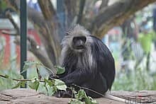 Whatsapp Me +96878738119 King Colobus for sale