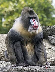 Whatsapp Me +96878738119 Mandrill for sale