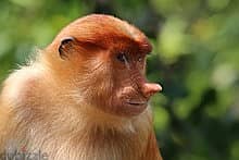 Whatsapp Me +96878738119 Proboscis_monkey (female) for sale