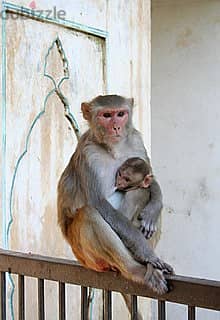 Whatsapp Me +96878738119 Rhesus Macaque (female) for sale