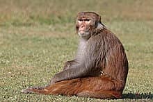 Whatsapp Me +96878738119 Rhesus macaque (male) for sale