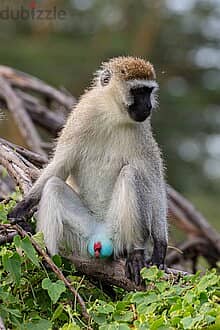 Whatsapp Me +96878738119 Vervet Monkey for sale