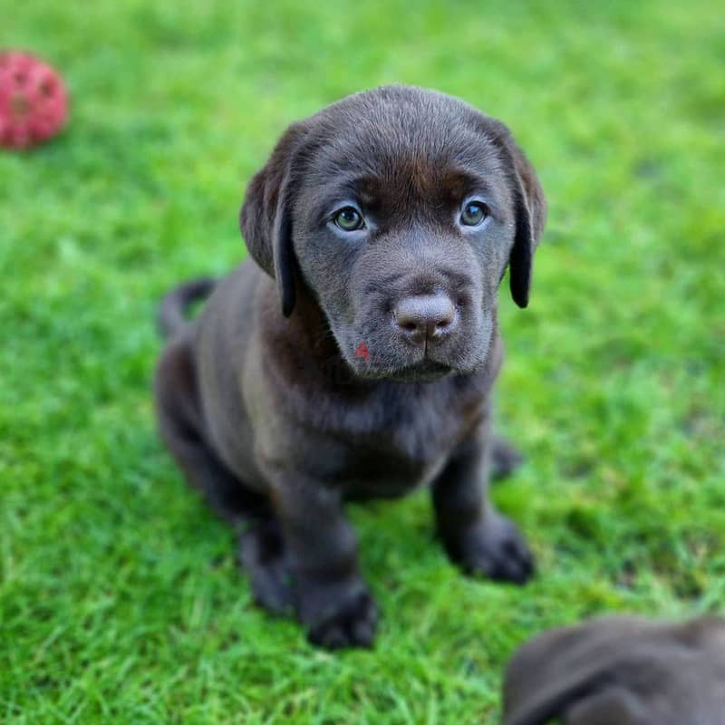 Labrador Retriever Puppies. Whatsapp me +972553390216 0