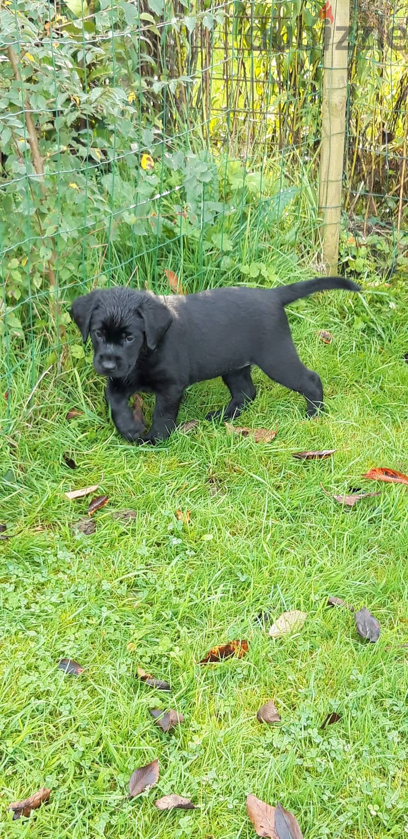 Labrador Retriever Puppies. Whatsapp me +972553390216 1