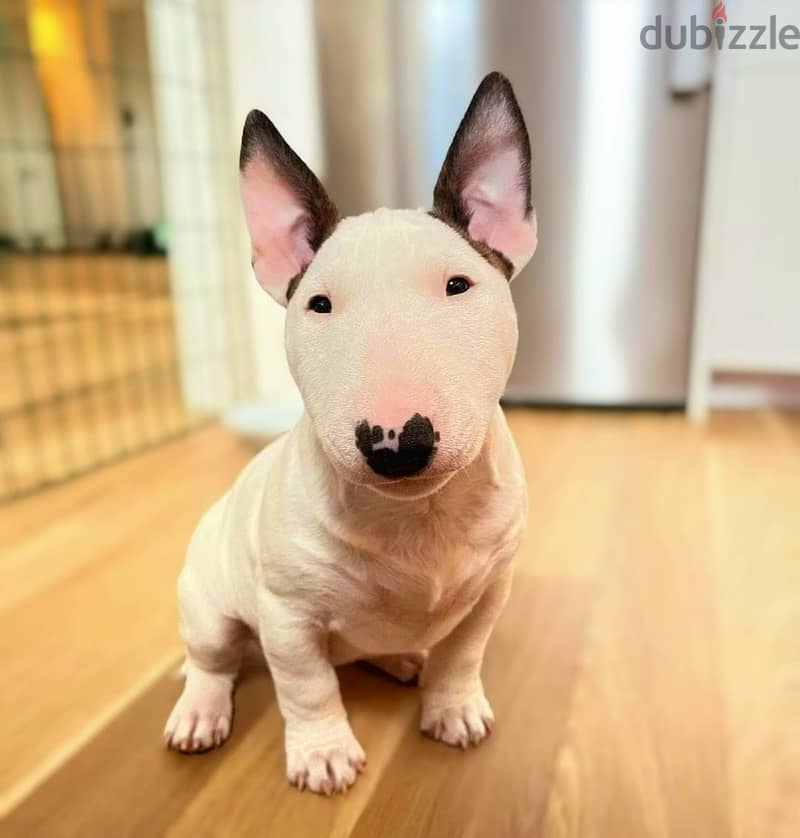 Bull Terrier Puppies. Whatsapp me +972553390216 1