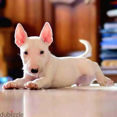 Bull Terrier Puppies. Whatsapp me +972553390216