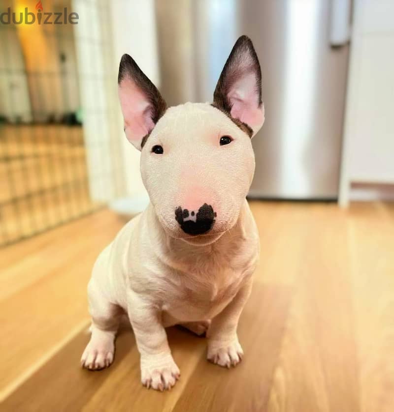 Bull Terrier Puppies. Whatsapp me +972553390216 1