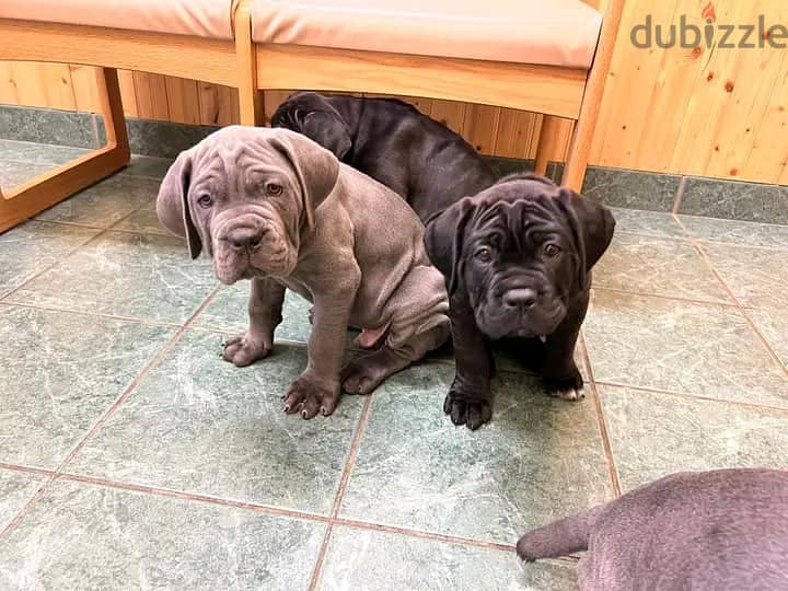 Cane Corso Puppies. Whatsapp me +972553390216 1