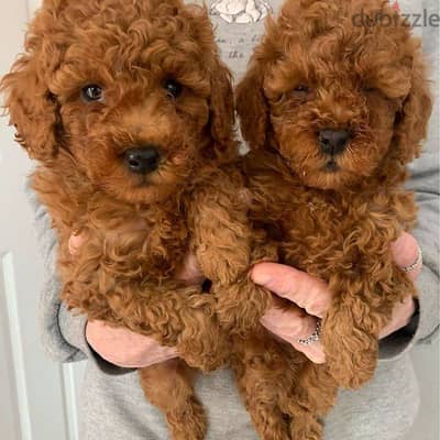 Toy Poodle Puppies. Whatsapp me +972553390216