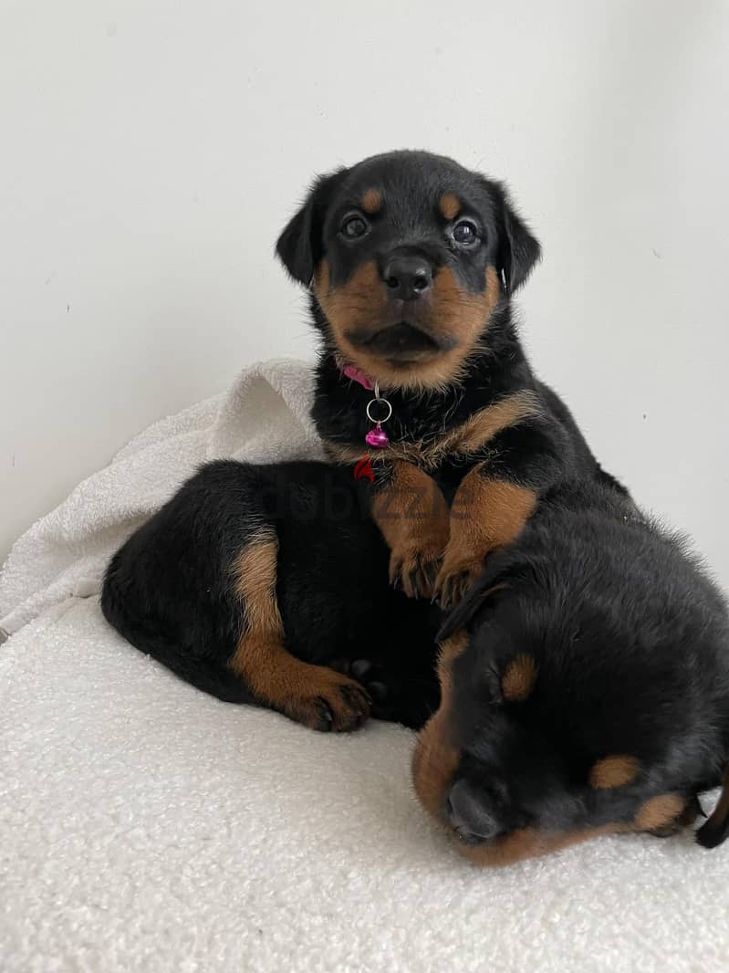 Rottweiler Puppies. Whatsapp me +972553390216 1