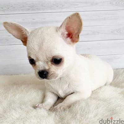 Chihuahua Puppies. Whatsapp me +972553390216