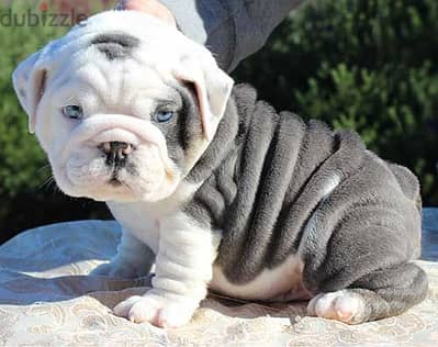 English Bulldog Puppies. Whatsapp me +972553390216