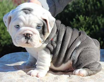 English Bulldog Puppies. Whatsapp me +972553390216