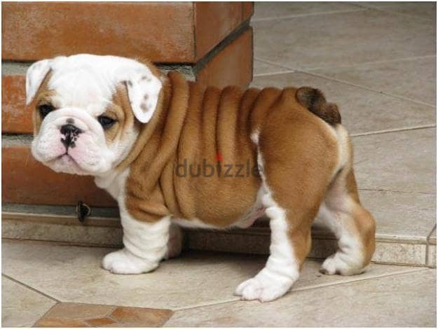 English Bulldog Puppies. Whatsapp me +972553390216 1