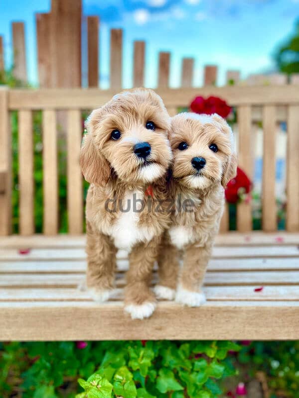 Golden Doodle Puppies. Whatsapp me +972553390216 1