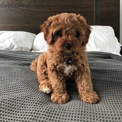 Golden Doodle Puppies. Whatsapp me +972553390216