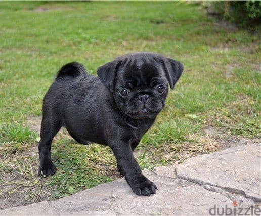 Pug Puppies. Whatsapp me +972553390216 1