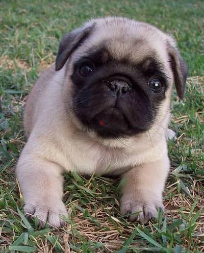 Pug Puppies. Whatsapp me +972553390216