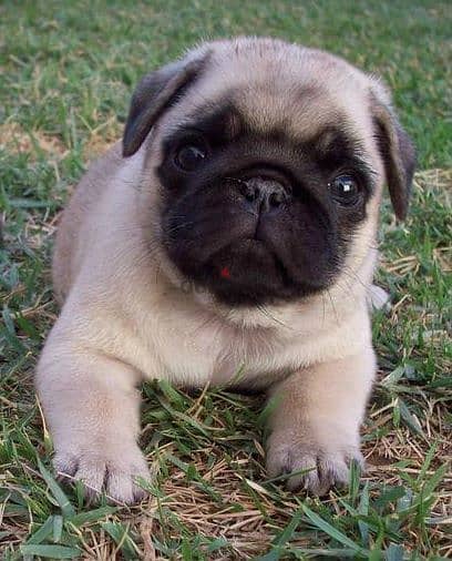 Pug Puppies. Whatsapp me +972553390216 0