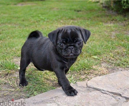 Pug Puppies. Whatsapp me +972553390216 1