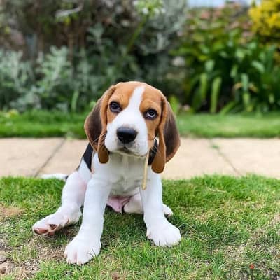 Beagle puppy// Whatsapp +97455937699