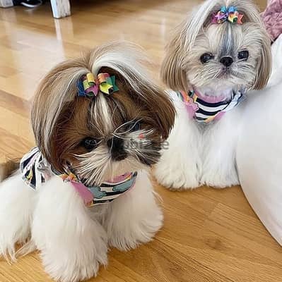 Shih Tzu// WhatsApp +971552543679