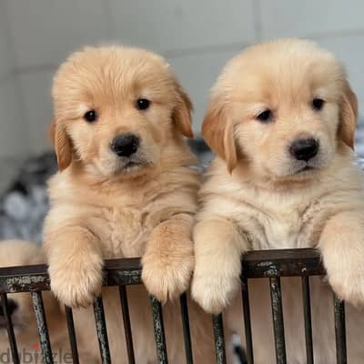 Golden Retriever// WhatsApp +971552543679