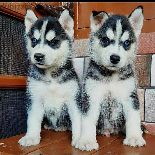 Whatsapp Me +966588993320 Siberian Husky Puppies 1