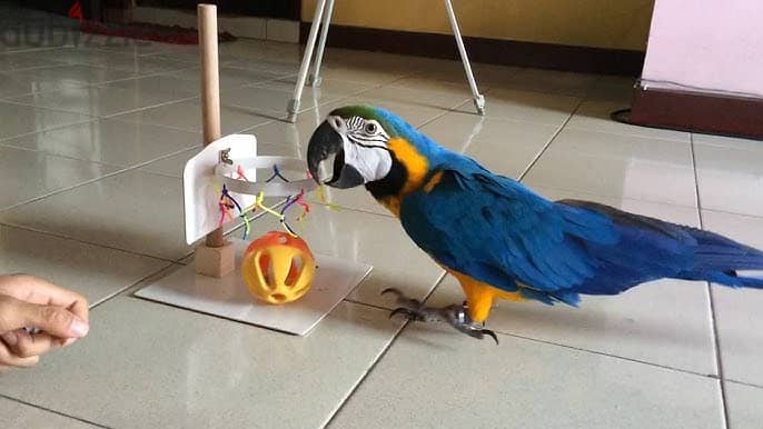 Macaw Parrots available . Whatsapp me +972553390216 1