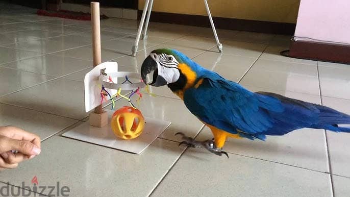 Macaw Parrots available . Whatsapp me +972553390216 1