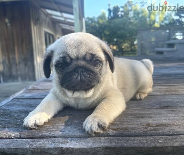 Pug Puppies. Whatsapp me +972553390216 1