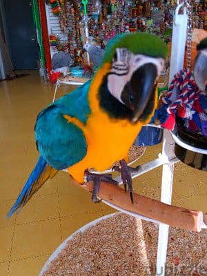 Macaw Parrots available . Whatsapp me +972553390216