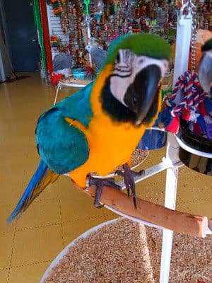 Macaw Parrots available . Whatsapp me +972553390216