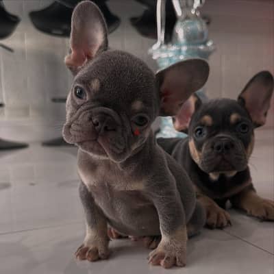 French Bulldog Puppies. Whatsapp me +972553390216